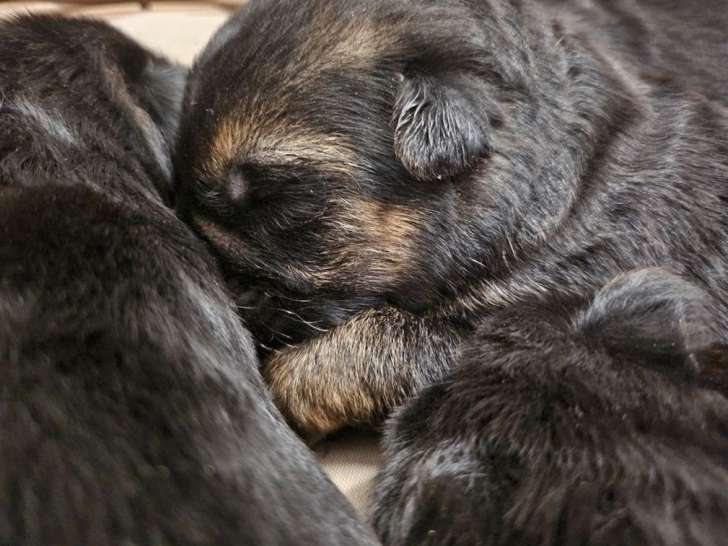 7 chiots Berger Allemand, poils courts LOF à réserver, 4 femelles et 3 mâles