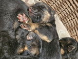 7 chiots Berger Allemand, poils courts LOF à réserver, 4 femelles et 3 mâles
