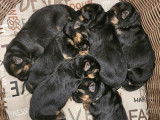 7 chiots Berger Allemand, poils courts LOF à réserver, 4 femelles et 3 mâles