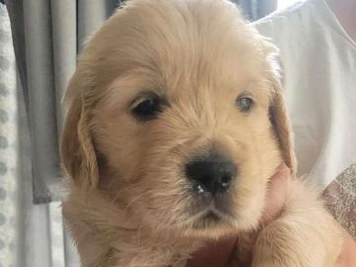 Chiots Golden Retriever LOF à réserver, fauve et fauve orangé, 7 femelles et 3 mâles