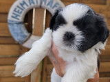 1 Chiot mâle Shih Tzu LOF à réserver