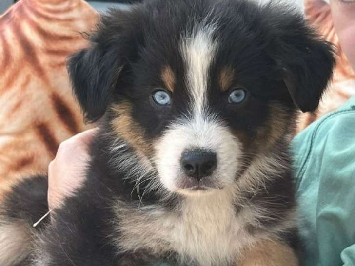 À réserver, 9 chiots Berger Australien LOF, nés le 28 mai 2025