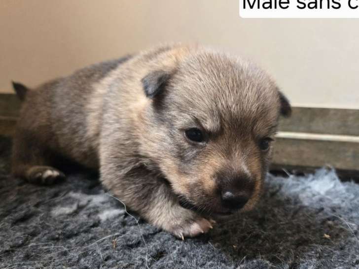 Chiot mâle Spitz des Wisigoths LOF à réserver, né le 13 août 2025