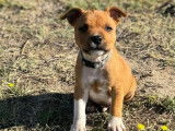 Chiot mâle Staffordshire Bull Terrier LOF à réserver