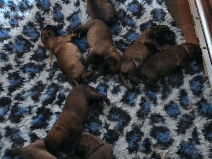 5 chiots Bergers Malinois LOF à réserver, nés le 27 août 2025