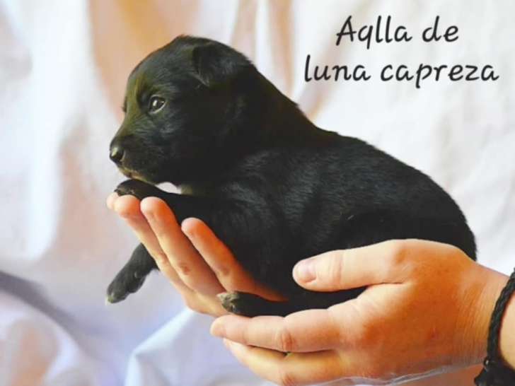 Chiots Chiens du Pérou LOF à réserver