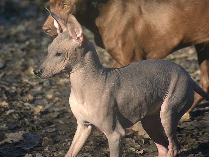 Chiots Chiens du Pérou LOF à réserver