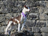 Apache chien du pérou à fourrure