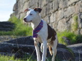 Apache chien du pérou à fourrure