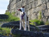 Apache chien du pérou à fourrure