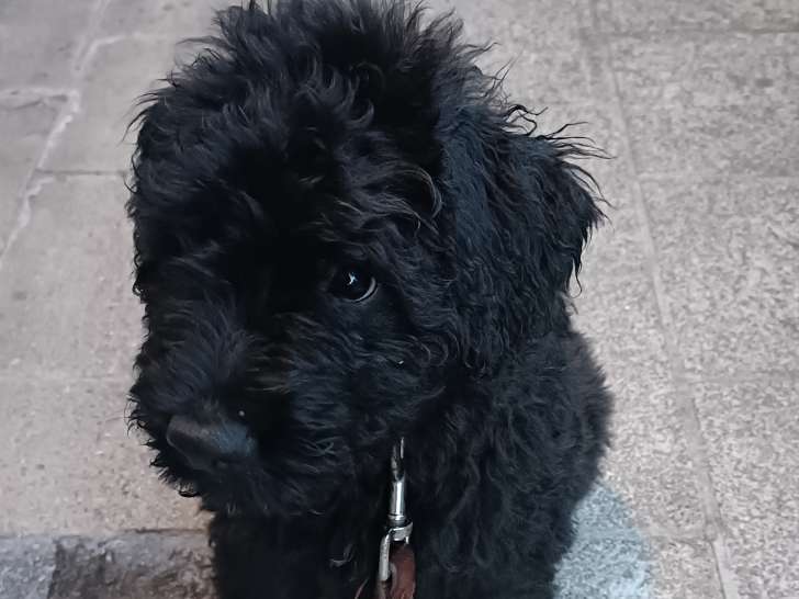 bébé