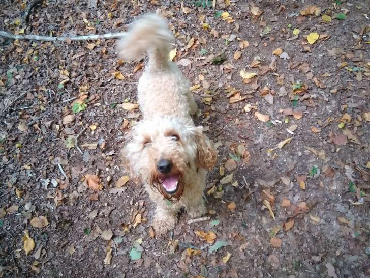 Mâle Caniche abricot disponible pour saillie