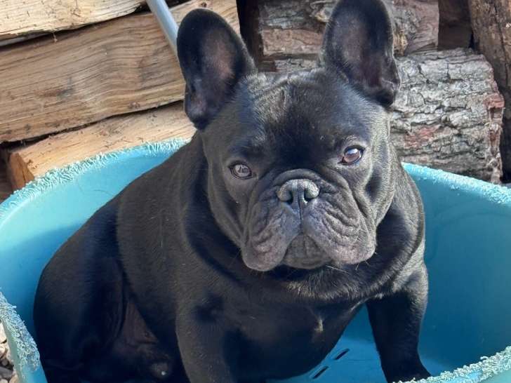 Male Bouledogue Français disponible pour saillie