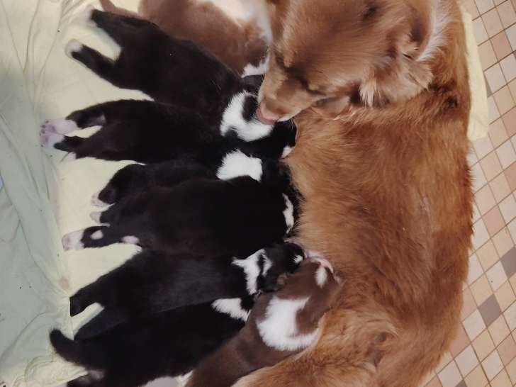 Chiots de race Berger Australien à vendre (2 femelles & 5 mâles)