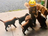 Chiots de type Border Collie à vendre (2 femelles & 3 mâles)