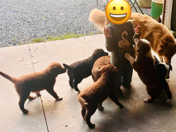 Chiots de type Border Collie à vendre (2 femelles & 3 mâles)