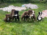 Chiots de type Border Collie à vendre (2 femelles & 3 mâles)