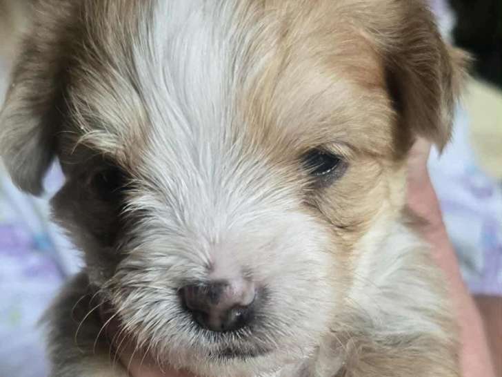 Chiots Morkie à vendre