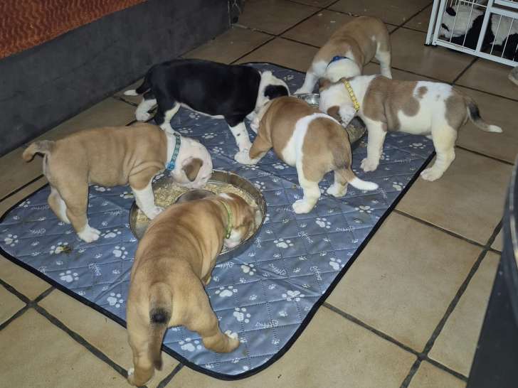Chiots de race Bulldog Continental à vendre (5 femelles & 1 mâle)