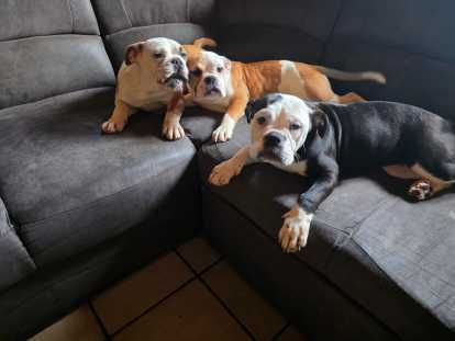 Chiots de race Bulldog Continental à vendre (5 femelles & 1 mâle)