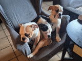 Chiots de race Bulldog Continental à vendre (5 femelles & 1 mâle)