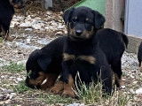 Chiots type Beauceron à réserver