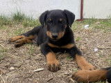 Chiots type Beauceron à réserver
