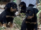 Chiots type Beauceron à réserver