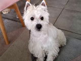 Mâle Westie LOF disponible pour saillie