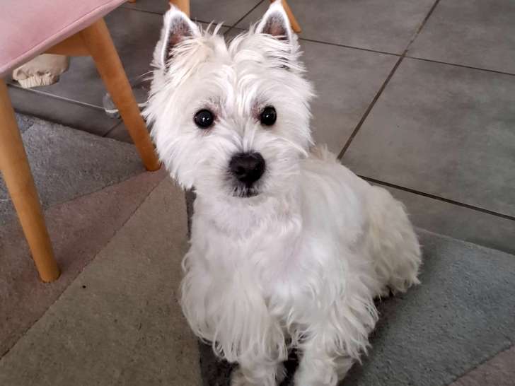 Mâle Westie LOF disponible pour saillie