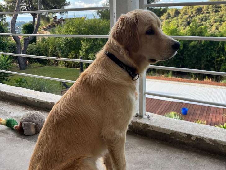 Jeune mâle Golden Retriever disponible pour saillie