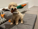 Jeune mâle Golden Retriever disponible pour saillie