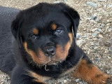 À réserver, 4 chiots Rottweiler (LOF)