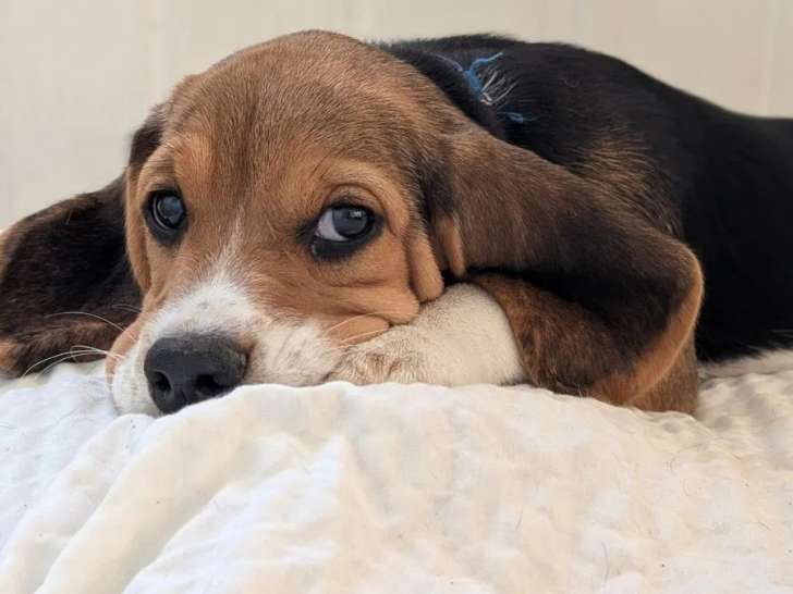 1 chiot mâle Beagle LOF disponible à la vente
