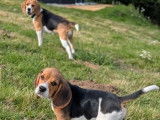 1 chiot mâle Beagle LOF disponible à la vente
