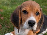 1 chiot mâle Beagle LOF disponible à la vente