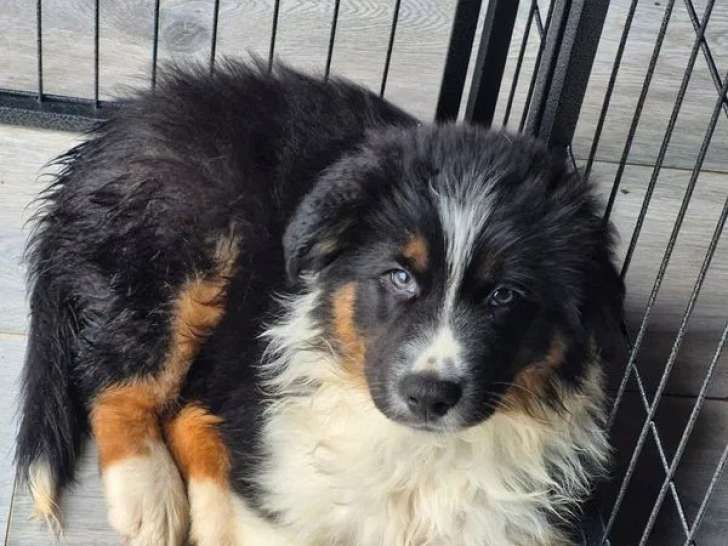 Chiot mâle Berger Australien LOF à réserver