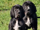 4 chiots femelles Dogue Allemand LOF à vendre