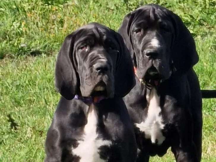 4 chiots femelles Dogue Allemand LOF à vendre