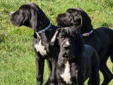 4 chiots femelles Dogue Allemand LOF à vendre