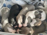 12 chiots Whippet LOF disponibles à la vente