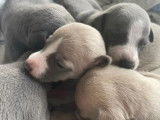 12 chiots Whippet LOF disponibles à la vente
