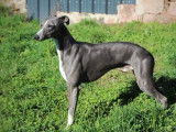 12 chiots Whippet LOF disponibles à la vente