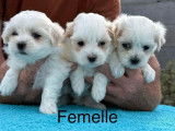3 chiots femelles Bichon Maltais LOF à vendre
