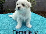 3 chiots femelles Bichon Maltais LOF à vendre