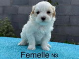 3 chiots femelles Bichon Maltais LOF à vendre