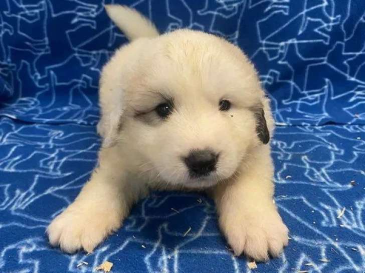 6 chiots Montagne des Pyrénées LOF à réserver