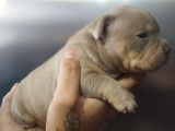 Chiots American Bully pocket à vendre