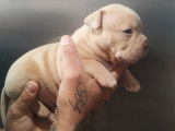 Chiots American Bully pocket à vendre