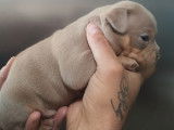 Chiots American Bully pocket à vendre